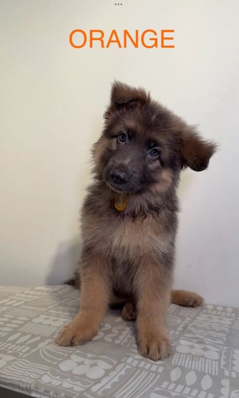 *ready* rare blue/black kc reg gsd pups - Image 4 of 4