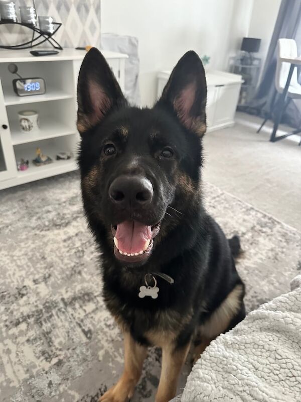 German Shepherd puppies for sale in Aberdeen, City of Aberdeen – 1 year old