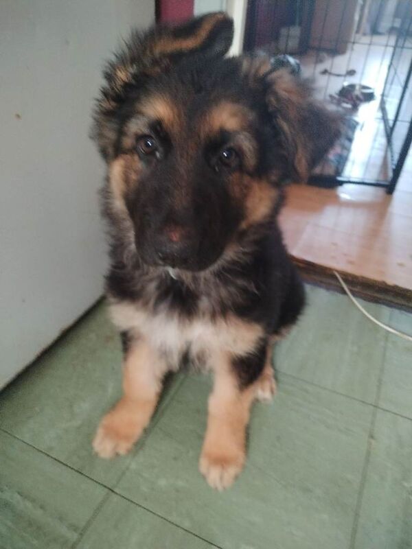 Ready to German Shepherd puppies