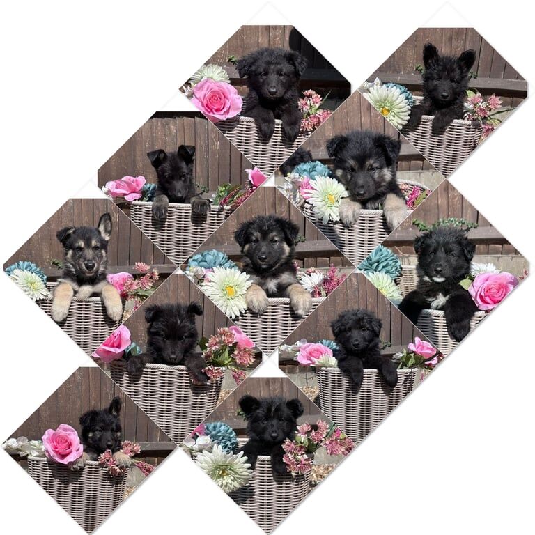 German Shepherd puppies for sale in Woolwich, Greater London – 8 weeks old
