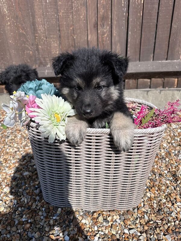 German Shepherd puppies for sale in Woolwich, Greater London – 8 weeks old - Image 2 of 3