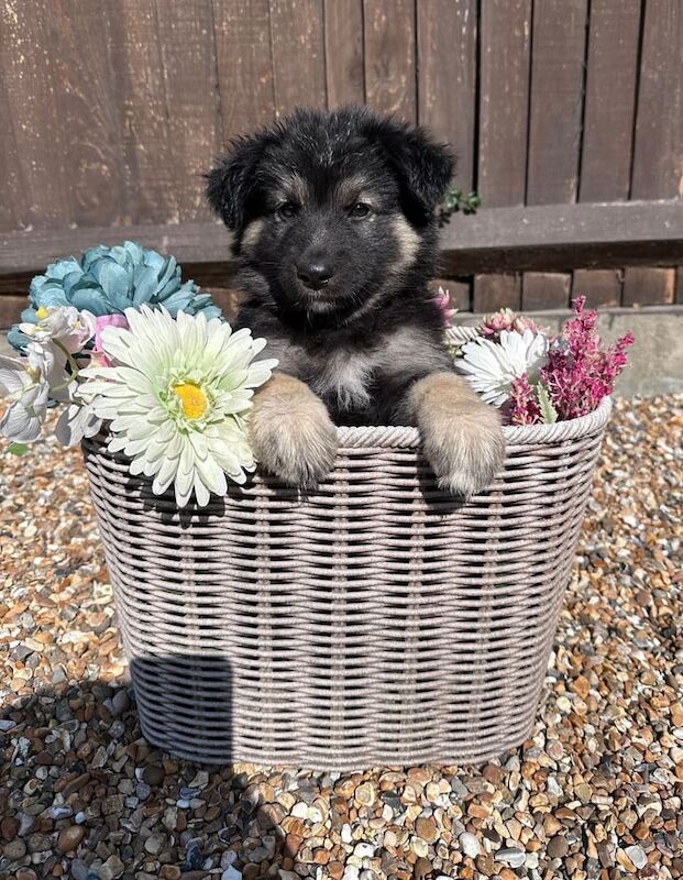 German Shepherd puppies for sale in Woolwich, Greater London – 8 weeks old - Image 3 of 3