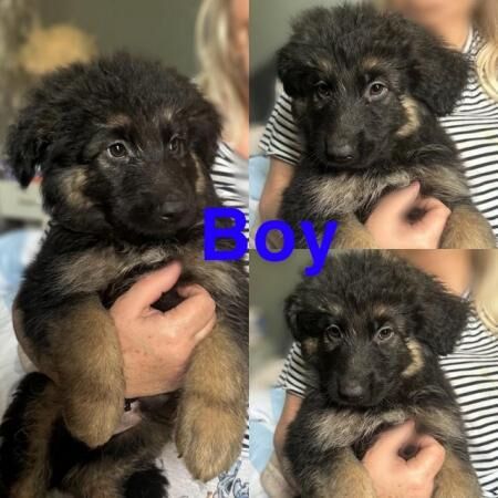 READY TO GO NOW! 5 beautiful,chunky German shepherd puppies for sale in Sheerness, Kent - Image 1
