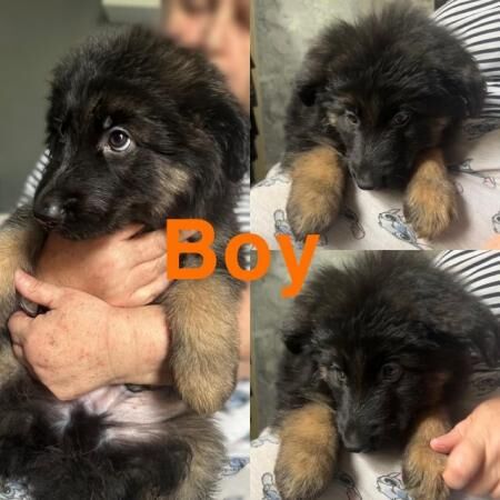 READY TO GO NOW! 5 beautiful,chunky German shepherd puppies for sale in Sheerness, Kent - Image 2