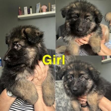READY TO GO NOW! 5 beautiful,chunky German shepherd puppies for sale in Sheerness, Kent - Image 3