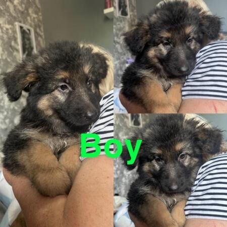 READY TO GO NOW! 5 beautiful,chunky German shepherd puppies for sale in Sheerness, Kent - Image 4