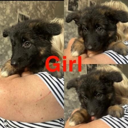 READY TO GO NOW! 5 beautiful,chunky German shepherd puppies for sale in Sheerness, Kent - Image 5