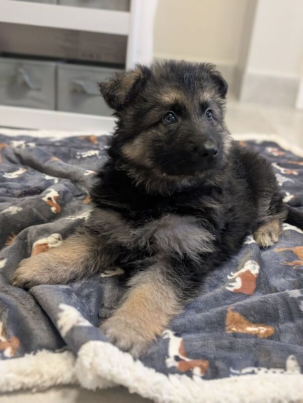German Shepherd puppies for sale in Wisbech, Cambridgeshire – KC registered, 1 year old - Image 2 of 3