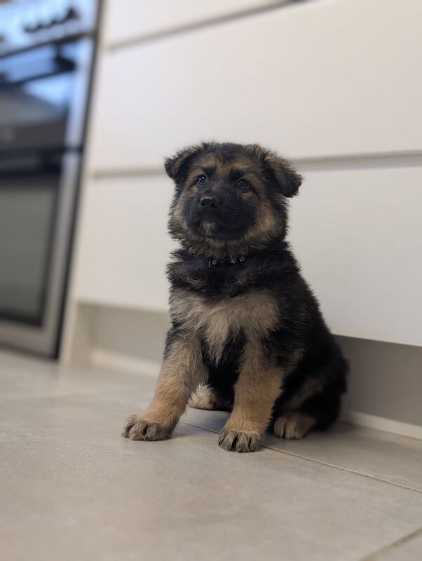 German Shepherd puppies for sale in Wisbech, Cambridgeshire – KC registered, 1 year old - Image 3 of 3