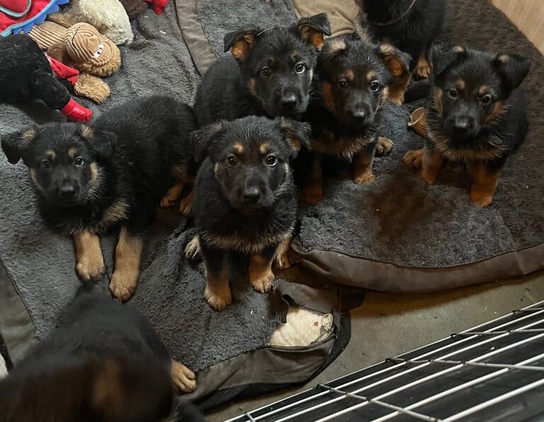 German Shepherd puppies for sale in Braintree, Essex β 7 weeks old