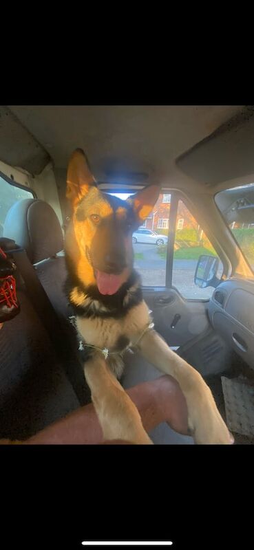 Ready to Leave Now! Beautiful German Shepherd Puppies – Ready 2nd November! - Image 2 of 3