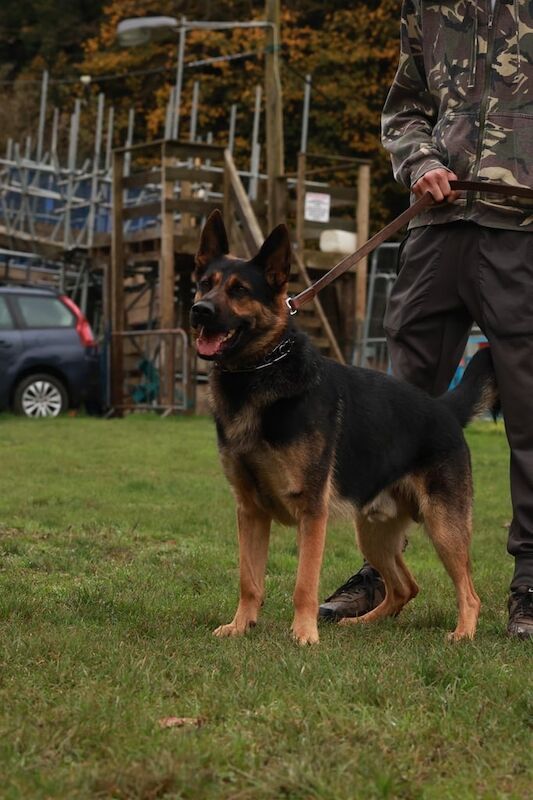 Ready to Leave Now! Beautiful German Shepherd Puppies – Ready 2nd November! - Image 3 of 3