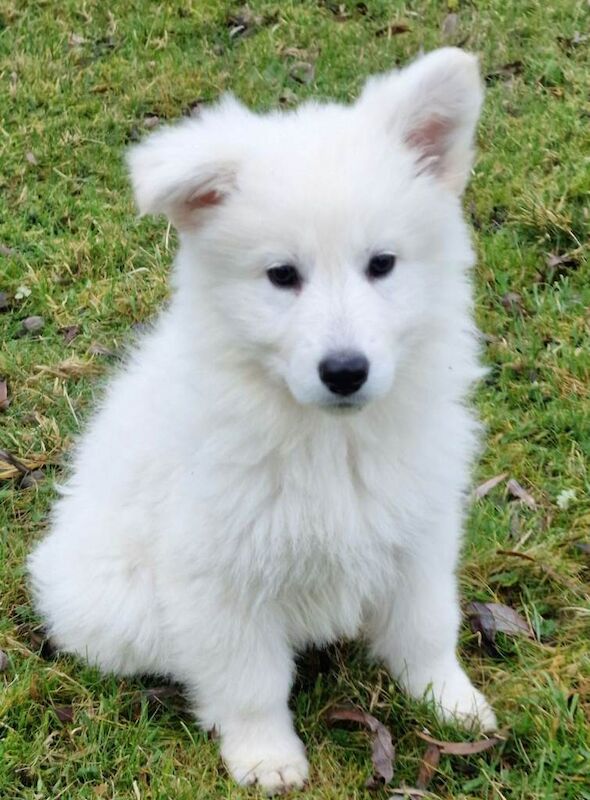 White German Shepherd Puppies For Sale | German Shepherd Owners