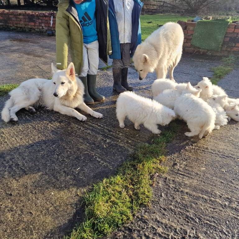 German Shepherd puppies for sale in Ashton-under-Lyne, Greater Manchester – KC registered, 10 weeks old - Image 2 of 3