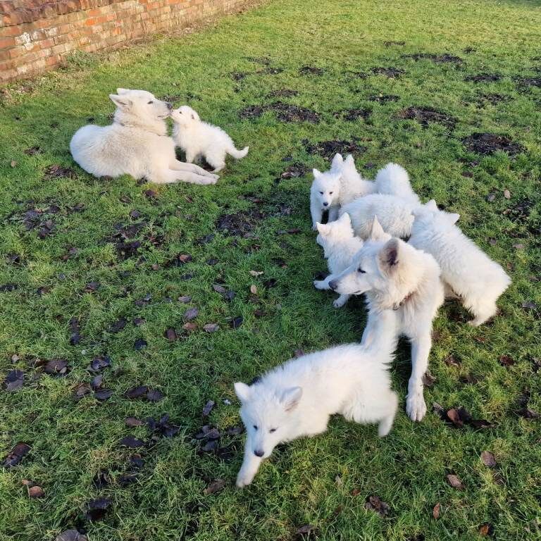 German Shepherd puppies for sale in Ashton-under-Lyne, Greater Manchester – KC registered, 10 weeks old - Image 3 of 3