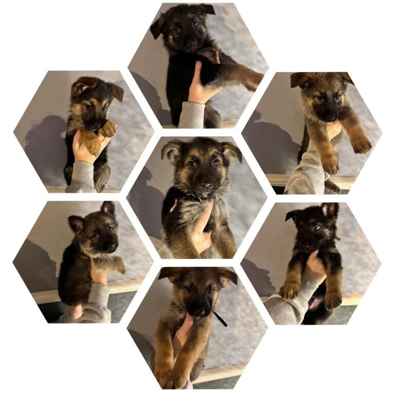 German Shepherd puppies for sale in Luton, Bedfordshire – 7 weeks old