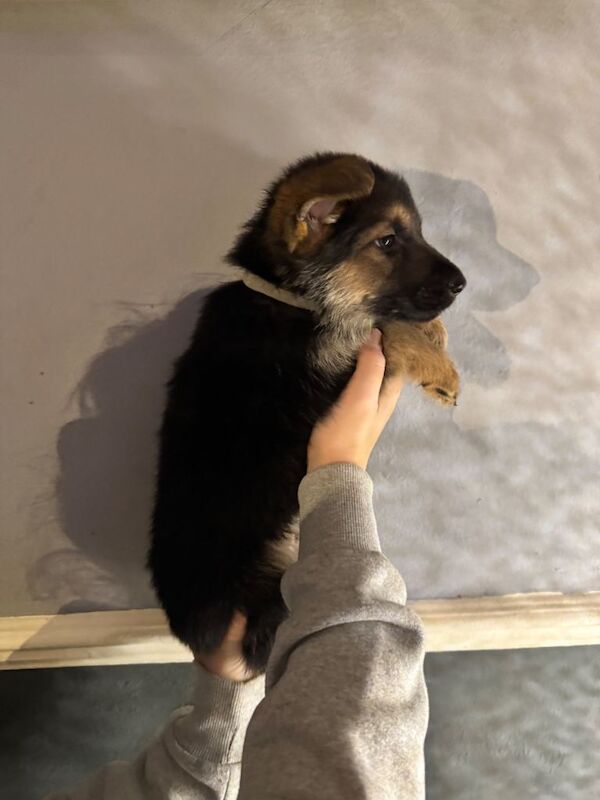 Ready to meet your new best friend? - Image 2 of 3