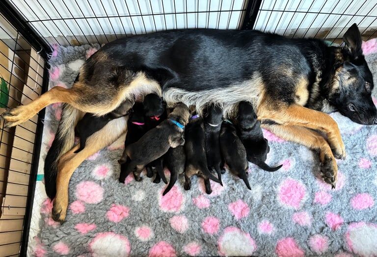German Shepherd puppies for sale in Norwich, Norfolk – KC registered, 6 weeks old