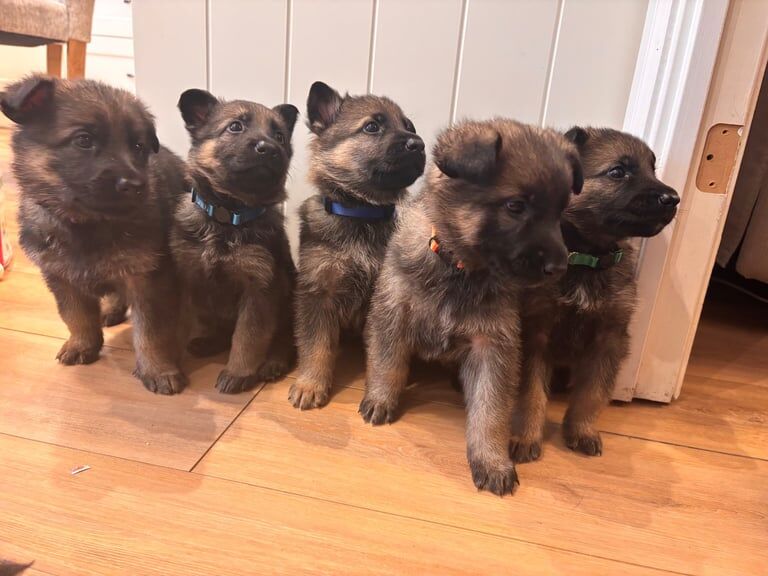 **READY TO VIEW** KC Registered German Shepherd Puppies for Sale - Image 2 of 3