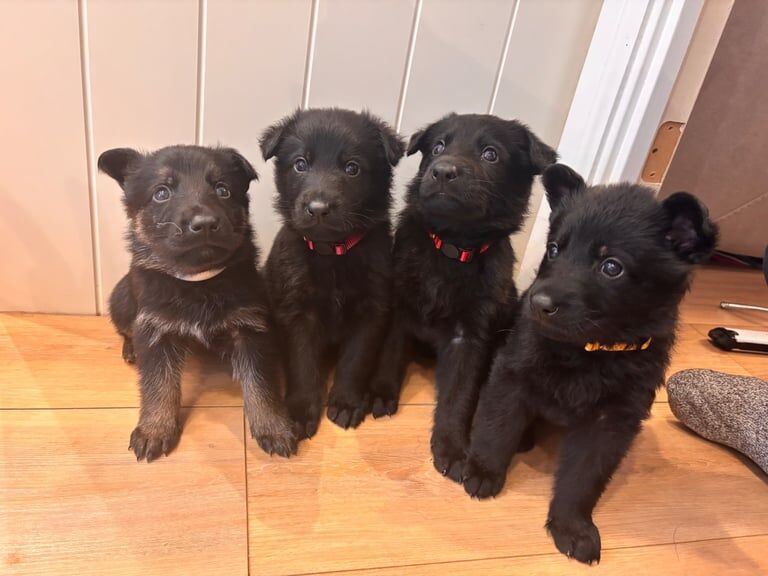 **READY TO VIEW** KC Registered German Shepherd Puppies for Sale - Image 3 of 3