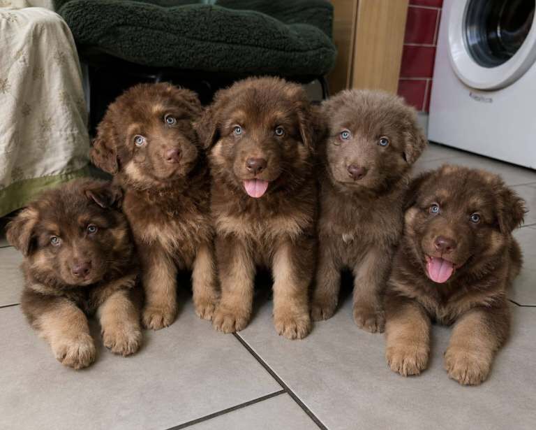 Rear liver and tan. German shepherd puppies