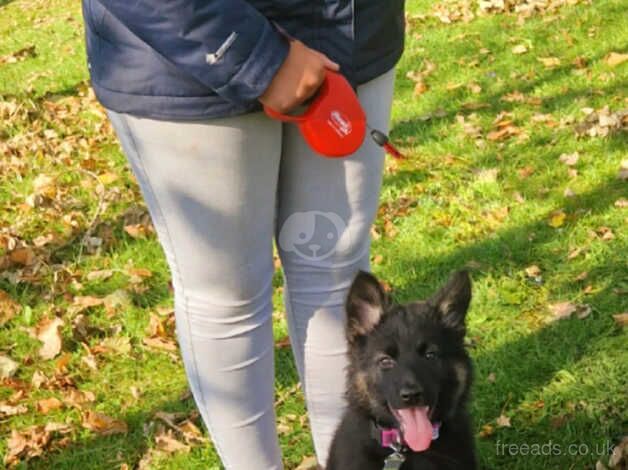 *REDUCED* beautiful German shepherd girl for sale !! - Image 3 of 5