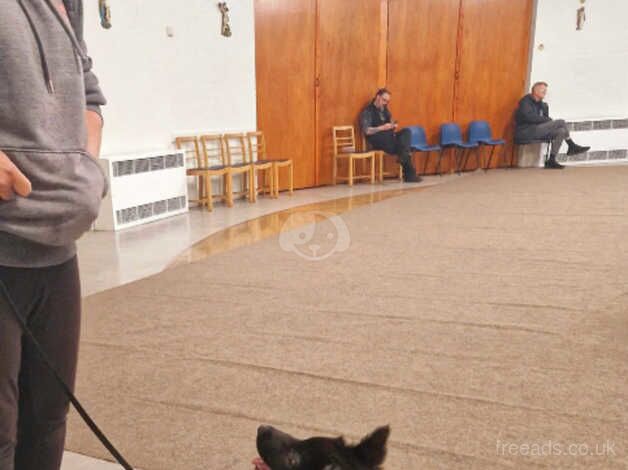 *REDUCED* beautiful German shepherd girl for sale !! - Image 4 of 5