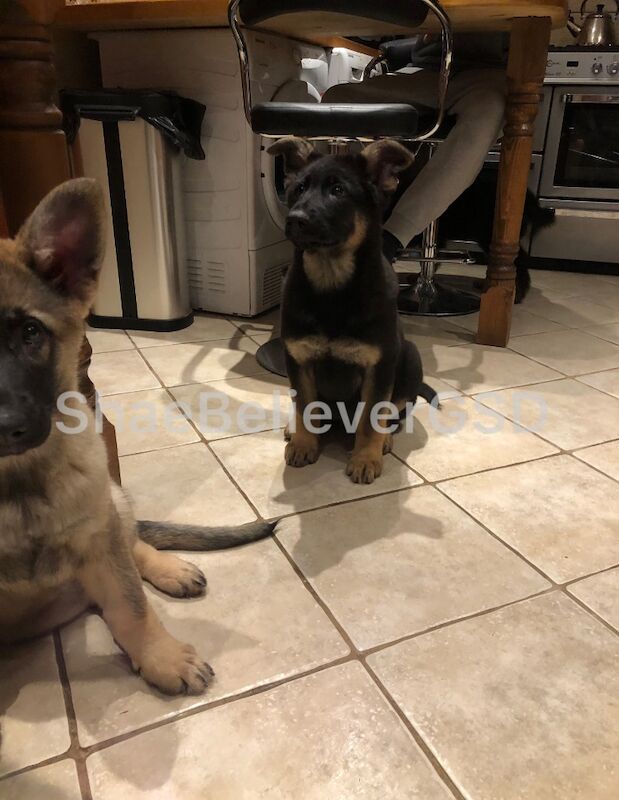 *All Sold/Reserved* Gorgeous German Shepherd Puppies for sale in Downham Market, Norfolk