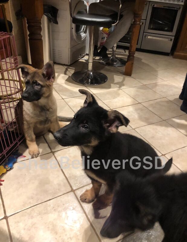*All Sold/Reserved* Gorgeous German Shepherd Puppies for sale in Downham Market, Norfolk | Image 2