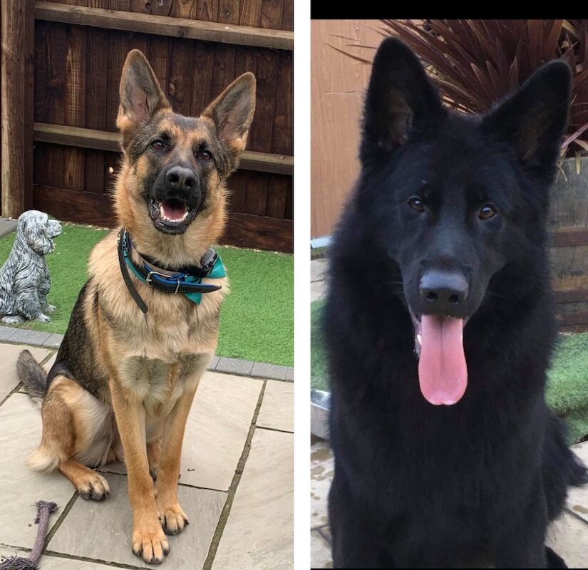 *All Sold/Reserved* Gorgeous German Shepherd Puppies for sale in Downham Market, Norfolk | Image 3
