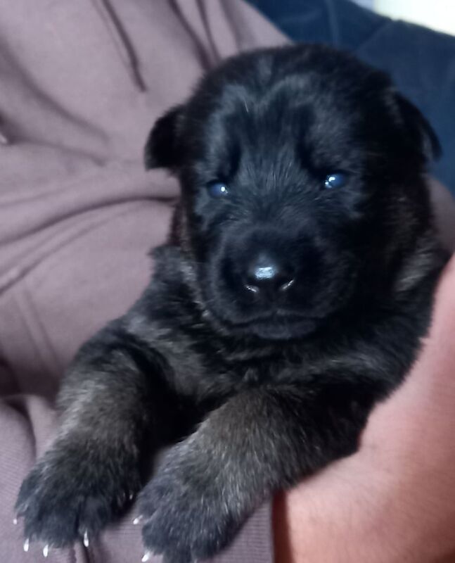 German Shepherd puppies for sale in Downpatrick, County Down – 2 weeks old