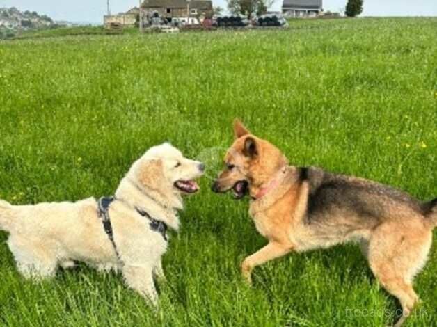 German Shepherd puppies for sale in Bradford, West Yorkshire – 4 years old - Image 2 of 2
