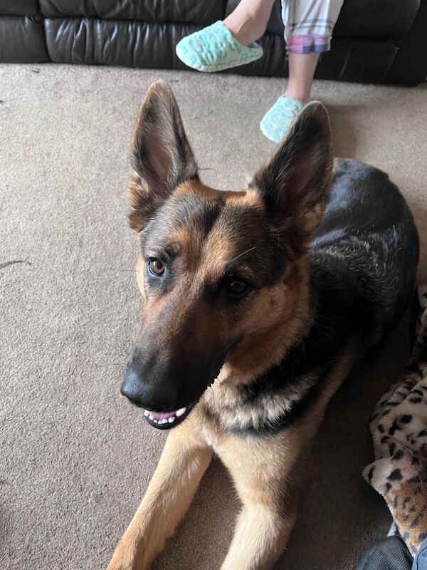 German Shepherd for adoption in York, North Yorkshire – 4 years old - Image 3 of 3