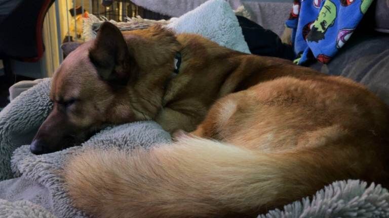 Rehoming German Shepherd cross Akita
