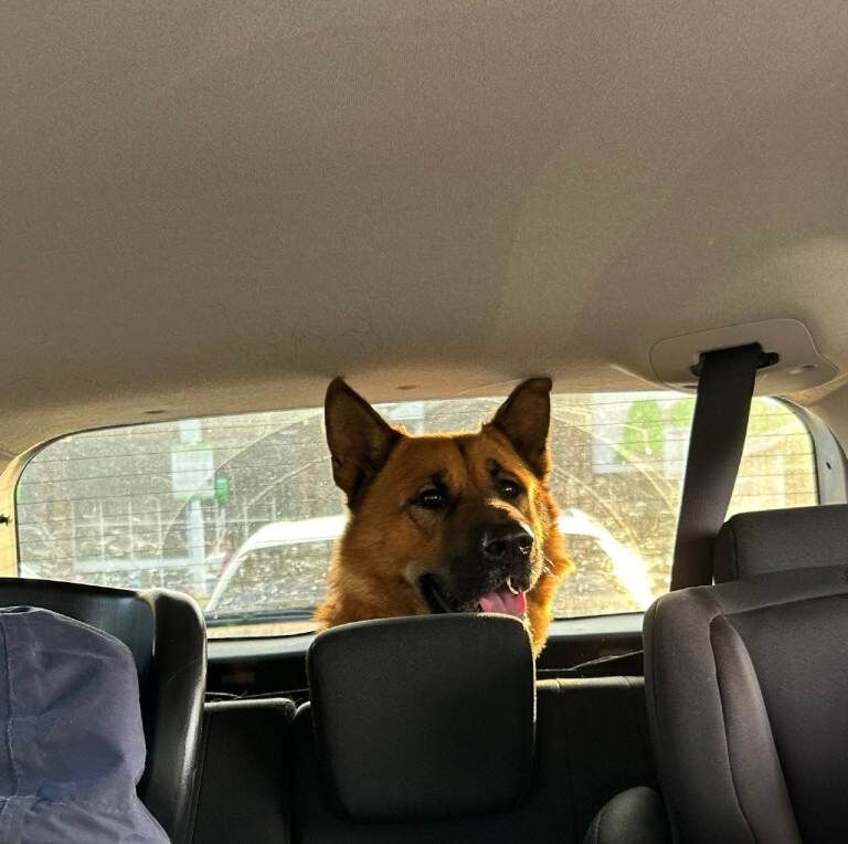 Rehoming German Shepherd cross Akita - Image 2 of 5