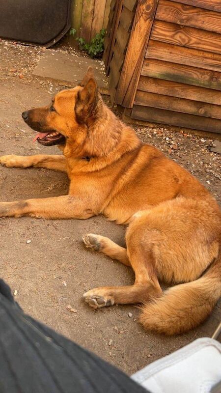 Rehoming German Shepherd cross Akita - Image 3 of 5