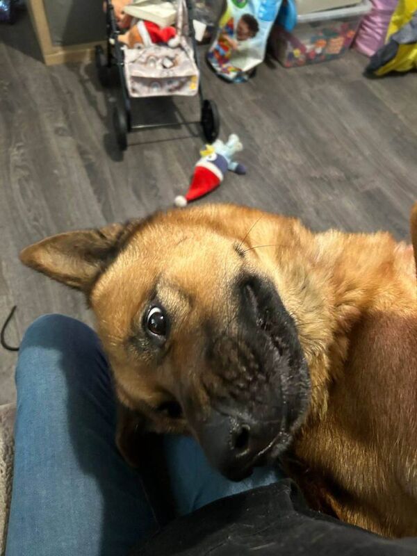 Rehoming German Shepherd cross Akita - Image 5 of 5