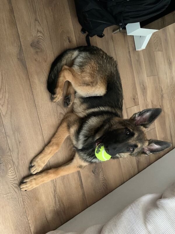 German Shepherd puppies for sale in South Croydon, Greater London – 5 months old