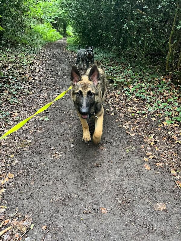 German Shepherd puppies for sale in South Croydon, Greater London – 5 months old - Image 2 of 3