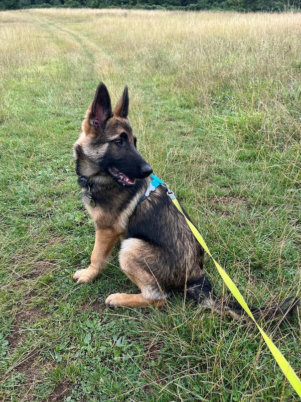 German Shepherd puppies for sale in South Croydon, Greater London – 5 months old - Image 3 of 3