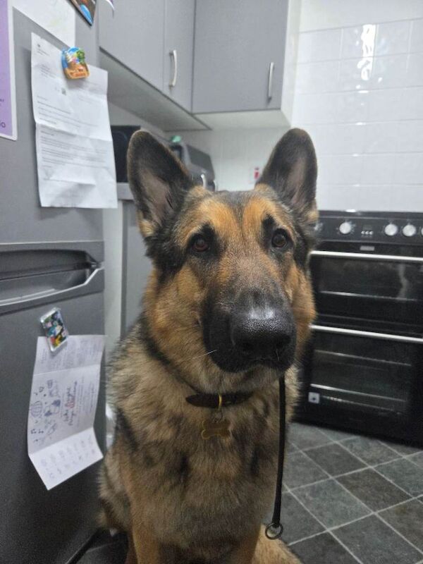 Rehoming our beloved boy - Image 2 of 3