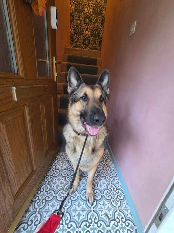 Rehoming our beloved boy - Image 3 of 3
