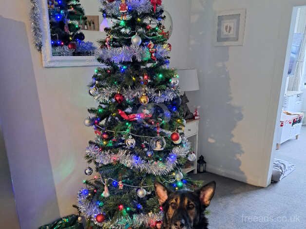 German Shepherd puppies for sale in Brixham, Devon – 7 years old - Image 1 of 4