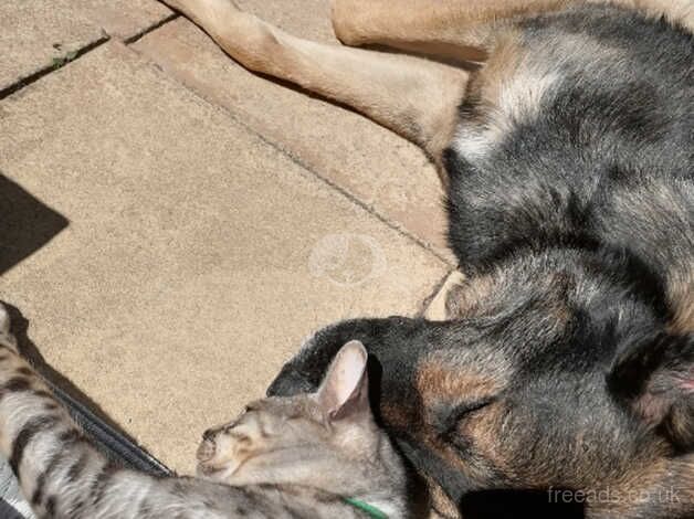 German Shepherd puppies for sale in Brixham, Devon – 7 years old - Image 2 of 4