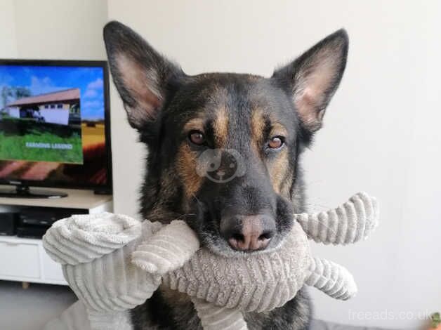 German Shepherd puppies for sale in Brixham, Devon – 7 years old - Image 3 of 4