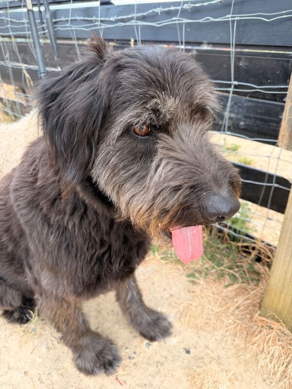 Rocky German shepherd cross - Image 2 of 6