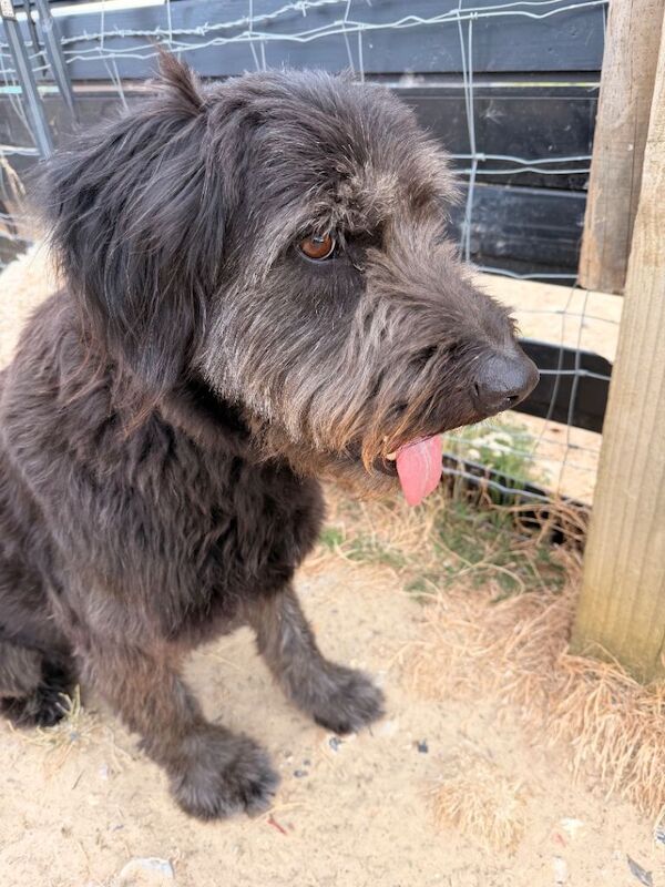 Rocky German shepherd cross - Image 3 of 6