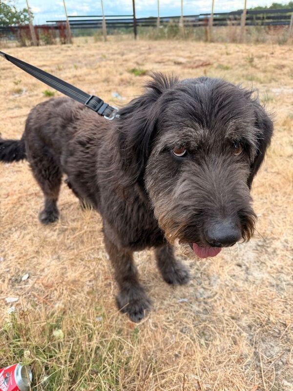 Rocky German shepherd cross - Image 6 of 6