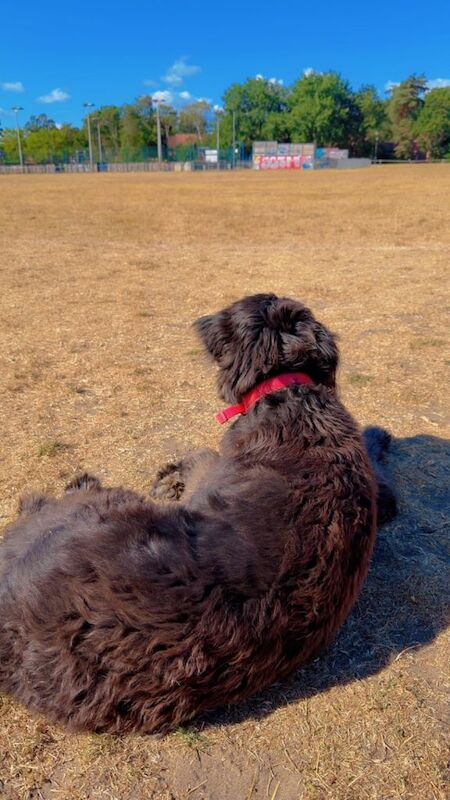 Rocky is German shepherd cross - Image 2 of 4