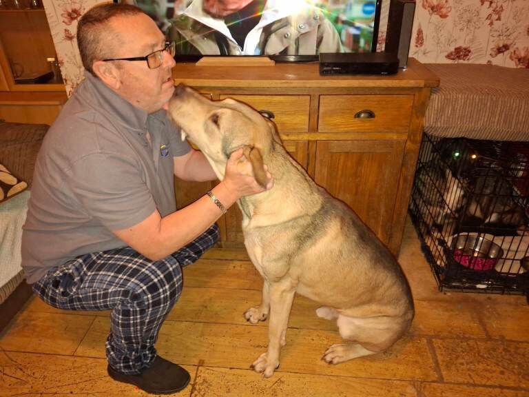 German Shepherd puppies for sale in Scarborough, North Yorkshire – 1 year old